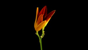 Stock Video Lily Blooming On Black Background Animated Wallpaper