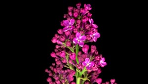 Stock Video Lilacs Opening Their Petals On A Dark Background Animated Wallpaper