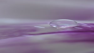 Stock Video Lilac Sprayed With Water With Focus On Its Details Animated Wallpaper