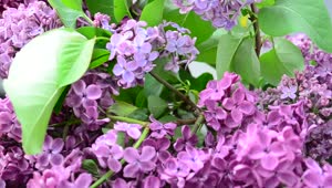 Stock Video Lilac Plants Growing In A Garden Animated Wallpaper