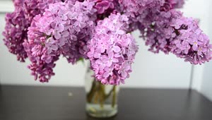 Stock Video Lilac In A Glass Vase Animated Wallpaper