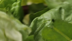 Stock Video Lettuce Salad Spinning In A Very Close Shot Animated Wallpaper