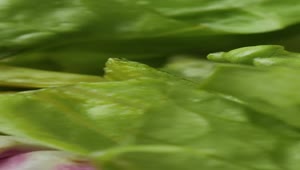 Stock Video Lettuce Leaves In A Very Close Shot Animated Wallpaper
