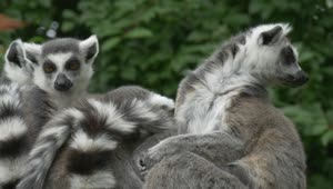 Stock Video Lemur Family Outdoors In Nature Animated Wallpaper