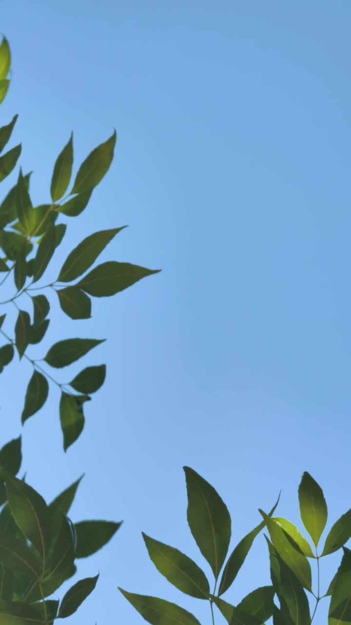 Download Stock Video Leaves Under A Blue Sky Animated Wallpaper