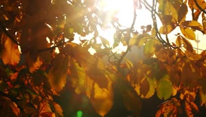 Stock Video Leaves Of A Tree In Autumn Under The Sun Animated Wallpaper
