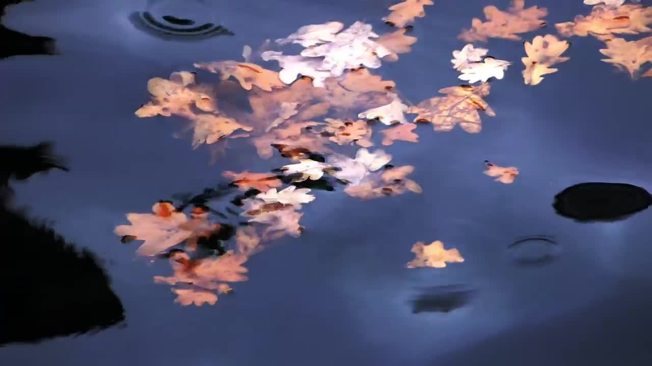 Download Stock Video Leaves Floating In The Water Animated Wallpaper