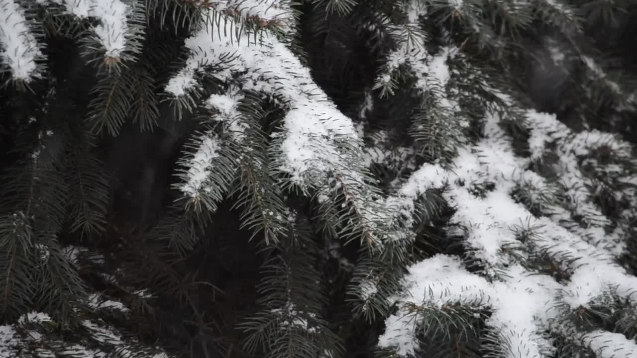 Download Stock Video Leaves Covered In Soft Snow Animated Wallpaper