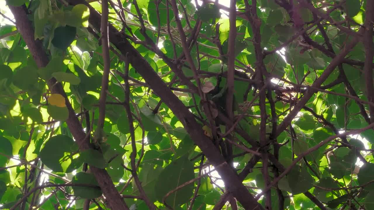 Download Stock Video Leaves And Branches Of A Tree Animated Wallpaper