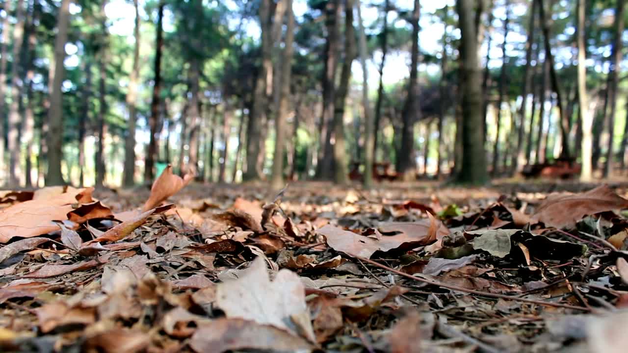 Download Stock Video Leafy Ground In A Forest As A Person Passes Animated Wallpaper