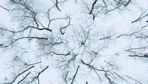 Stock Video Leafless Trees In A Winter Forest Animated Wallpaper