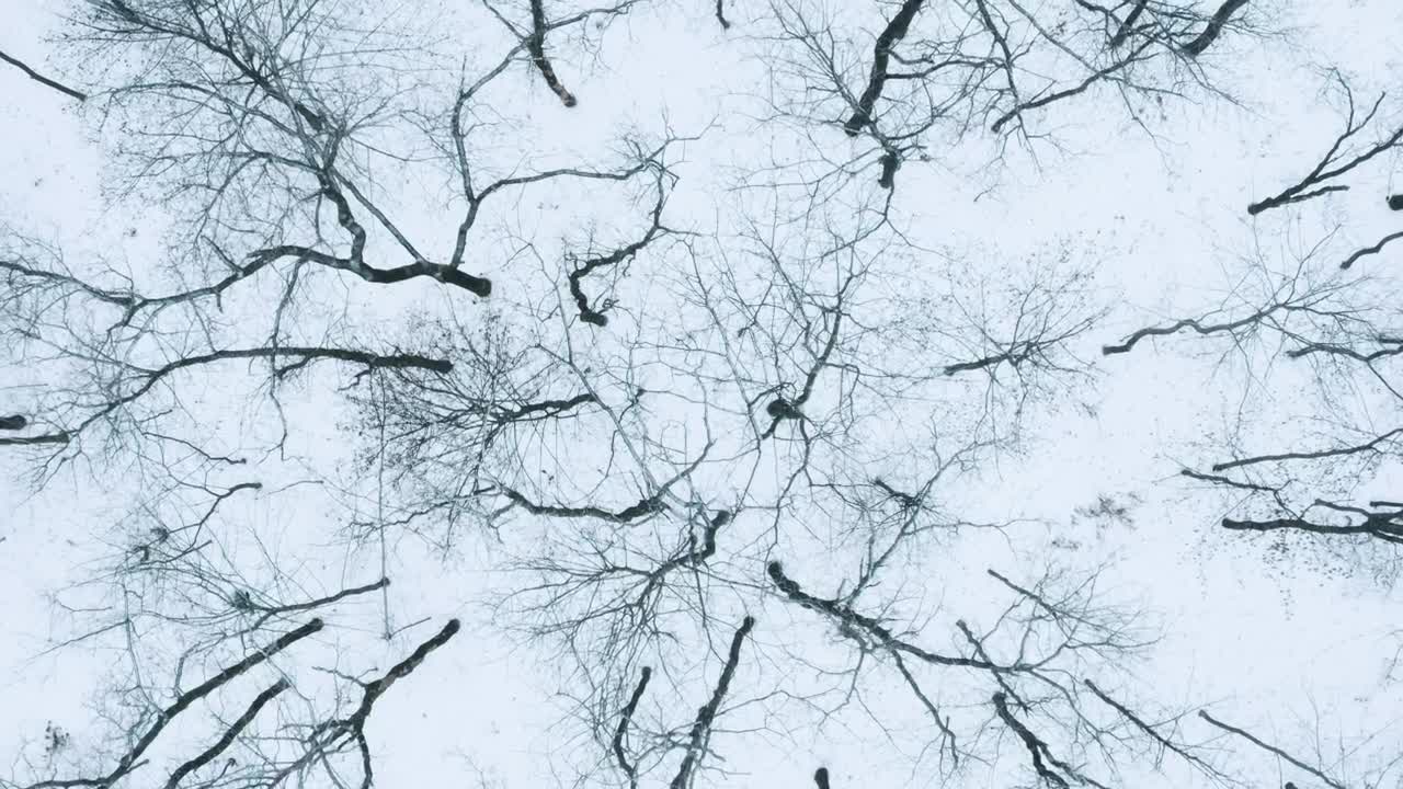 Download Stock Video Leafless Trees In A Winter Forest Animated Wallpaper