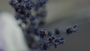Stock Video Lavender Flowers Close Up Animated Wallpaper