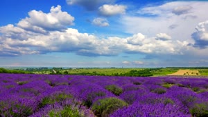 Stock Video Lavender Field Landscape Animated Wallpaper