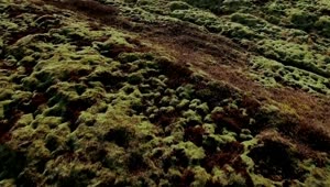 Stock Video Lava Fields In Iceland Animated Wallpaper