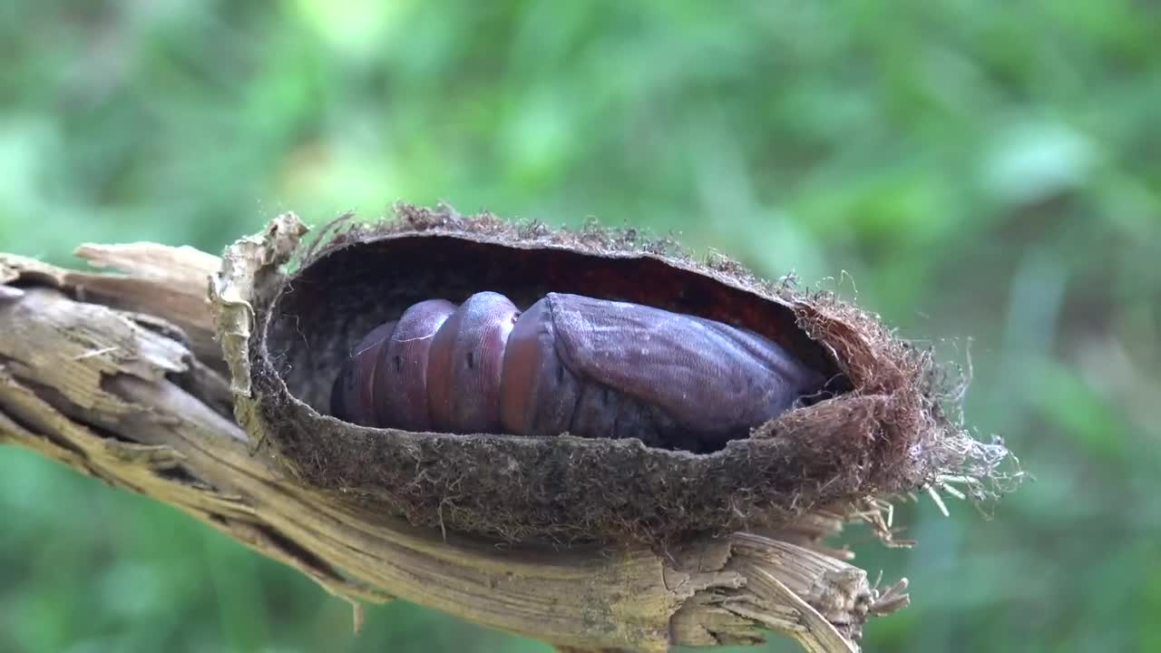 Download Stock Video Larva Moving In A Tree Branch Animated Wallpaper