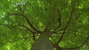 Stock Video Large Tree Canopy Smal Animated Wallpaper