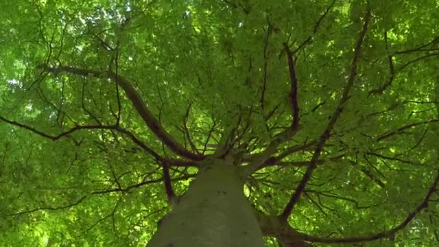 Download Stock Video Large Tree Canopy Smal Animated Wallpaper