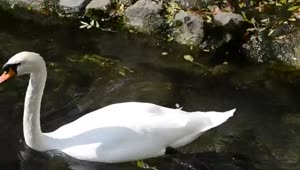Stock Video Large Swan Swimming In A Lake Smal Animated Wallpaper