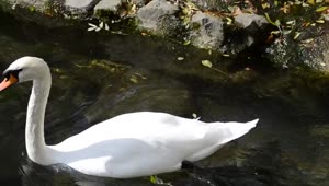 Stock Video Large Swan Swimming In A Lake Animated Wallpaper