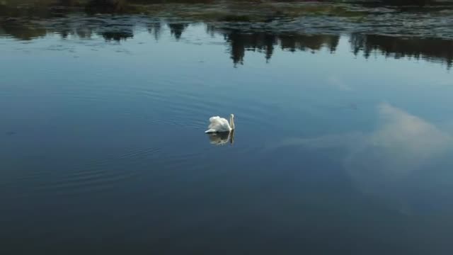 Download Stock Video Large Swan In Calm Water Smal Animated Wallpaper