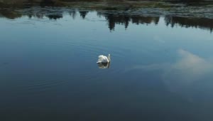 Stock Video Large Swan In Calm Water Smal Animated Wallpaper