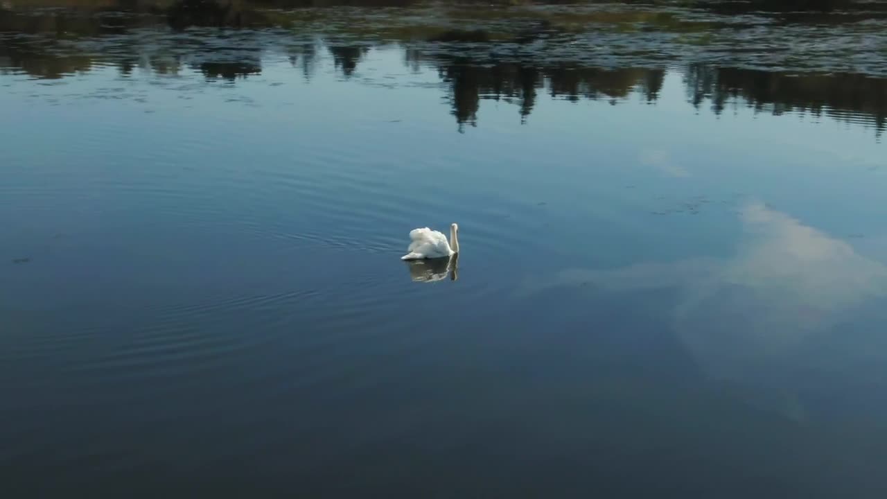 Download Stock Video Large Swan In Calm Water Animated Wallpaper