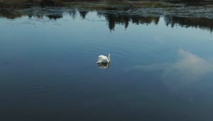 Stock Video Large Swan In Calm Water Animated Wallpaper