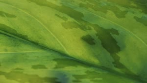 Stock Video Large Green Leaf Detail View Smal Animated Wallpaper