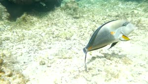 Stock Video Large Fish Swimming Over A Reef Animated Wallpaper