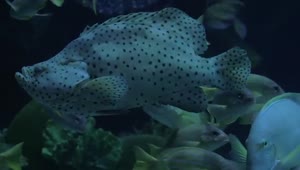 Stock Video Large Fish In An Aquarium Smal Animated Wallpaper