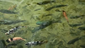 Stock Video Large Fish Feeding In A Pond Animated Wallpaper