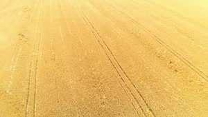 Stock Video Large Field Of Wheat Smal Animated Wallpaper