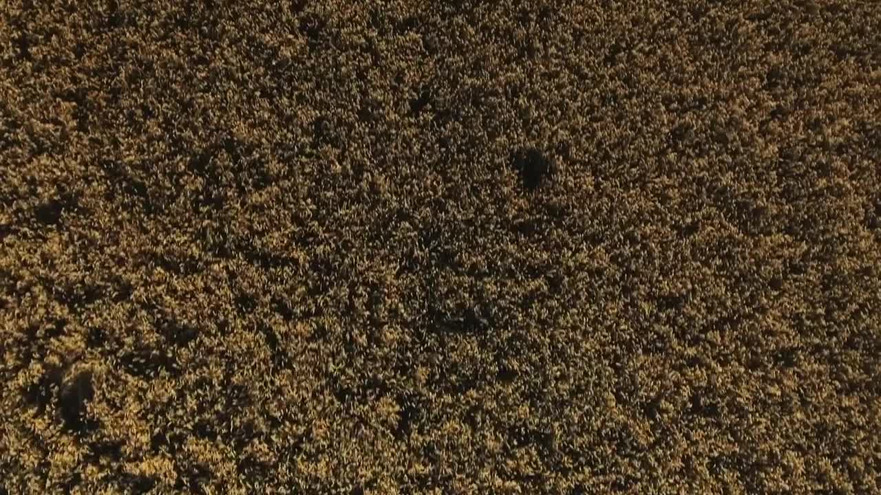 Download Stock Video Large Field Of Crops In The Summer Animated Wallpaper