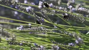 Stock Video Large Bees On A Lavender Plant Smal Animated Wallpaper