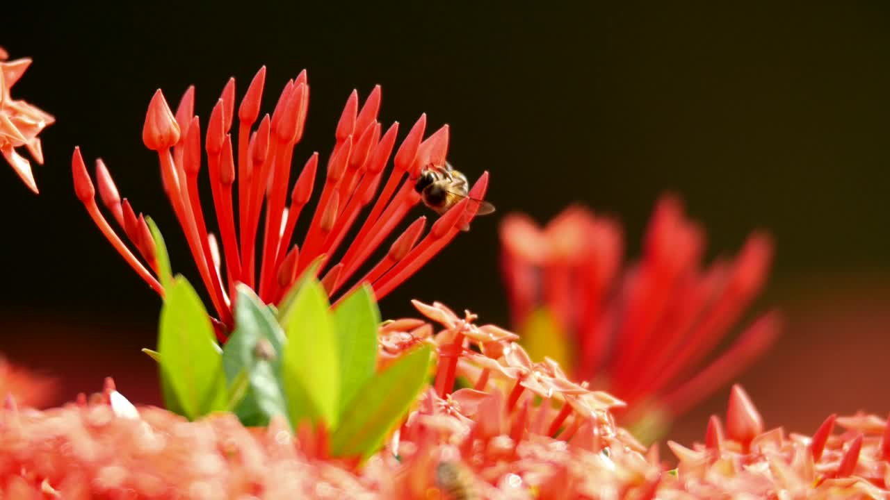 Download Stock Video Large Bees On A Red Plant Animated Wallpaper
