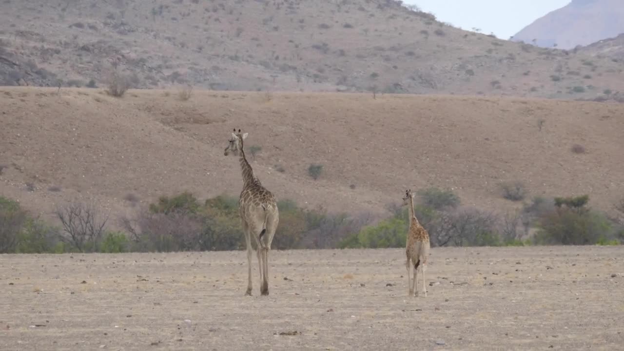 Download Stock Video Mother And Baby Giraffe Walking On The Savann Animated Wallpaper