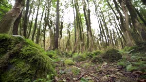 Stock Video Mossy Forest Ground Vie Animated Wallpaper