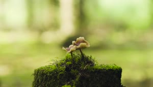 Stock Video Moss Covered Mushroom Animated Wallpaper