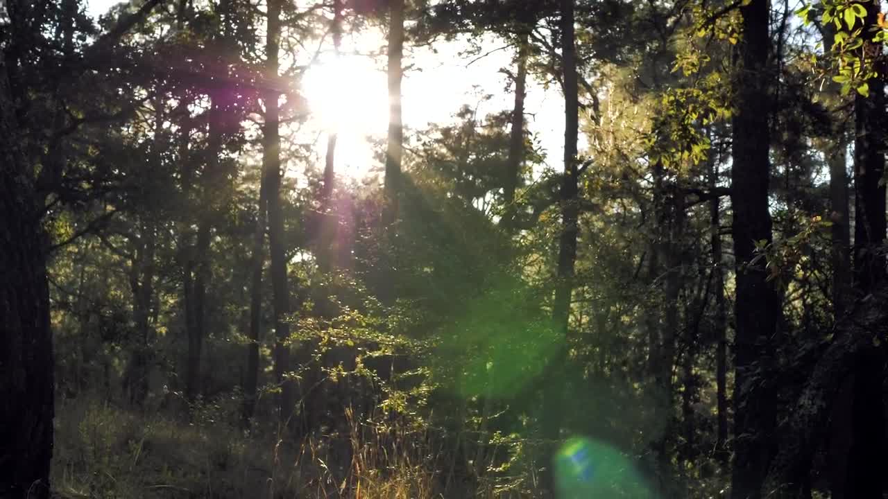 Download Stock Video Morning Training In The Fores Animated Wallpaper