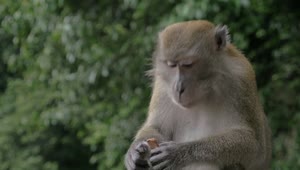 Stock Video Monkey Eaten Candy Taken From Tourist Animated Wallpaper