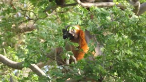 Stock Video Monkey Climbing Tree Branche Animated Wallpaper