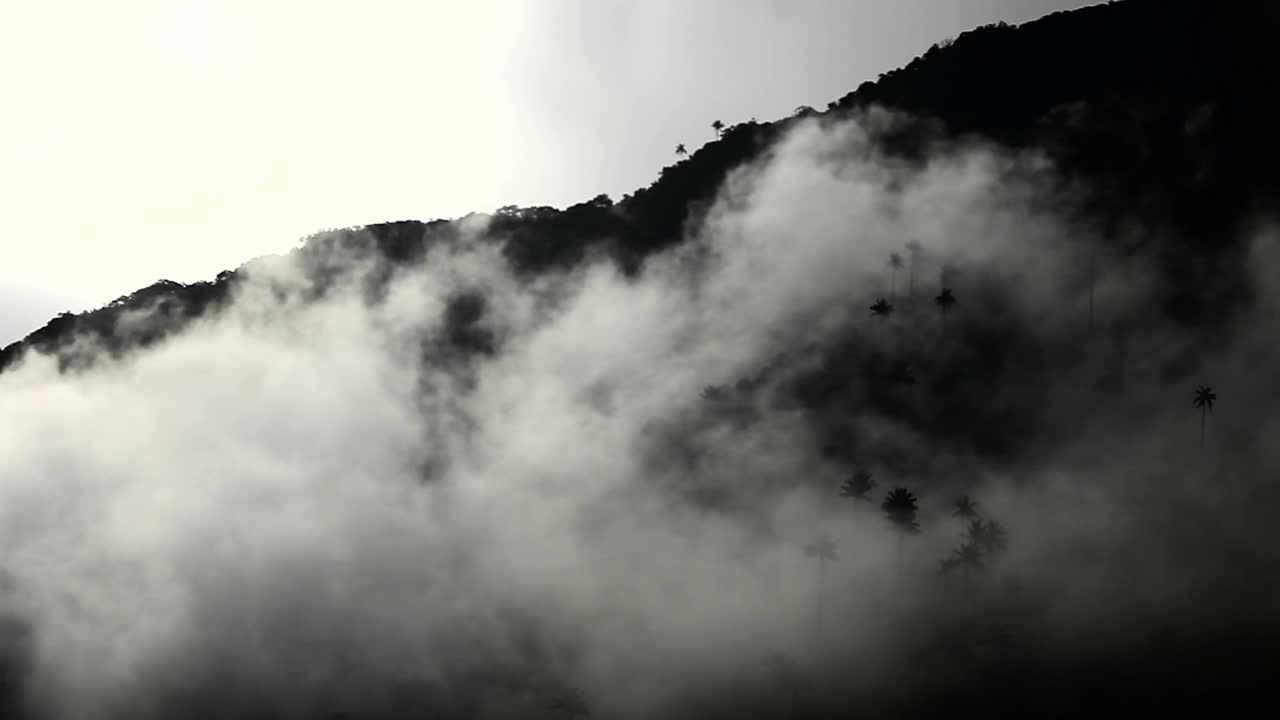 Download Stock Video Mist Over The Flora Of A Mountai Animated Wallpaper