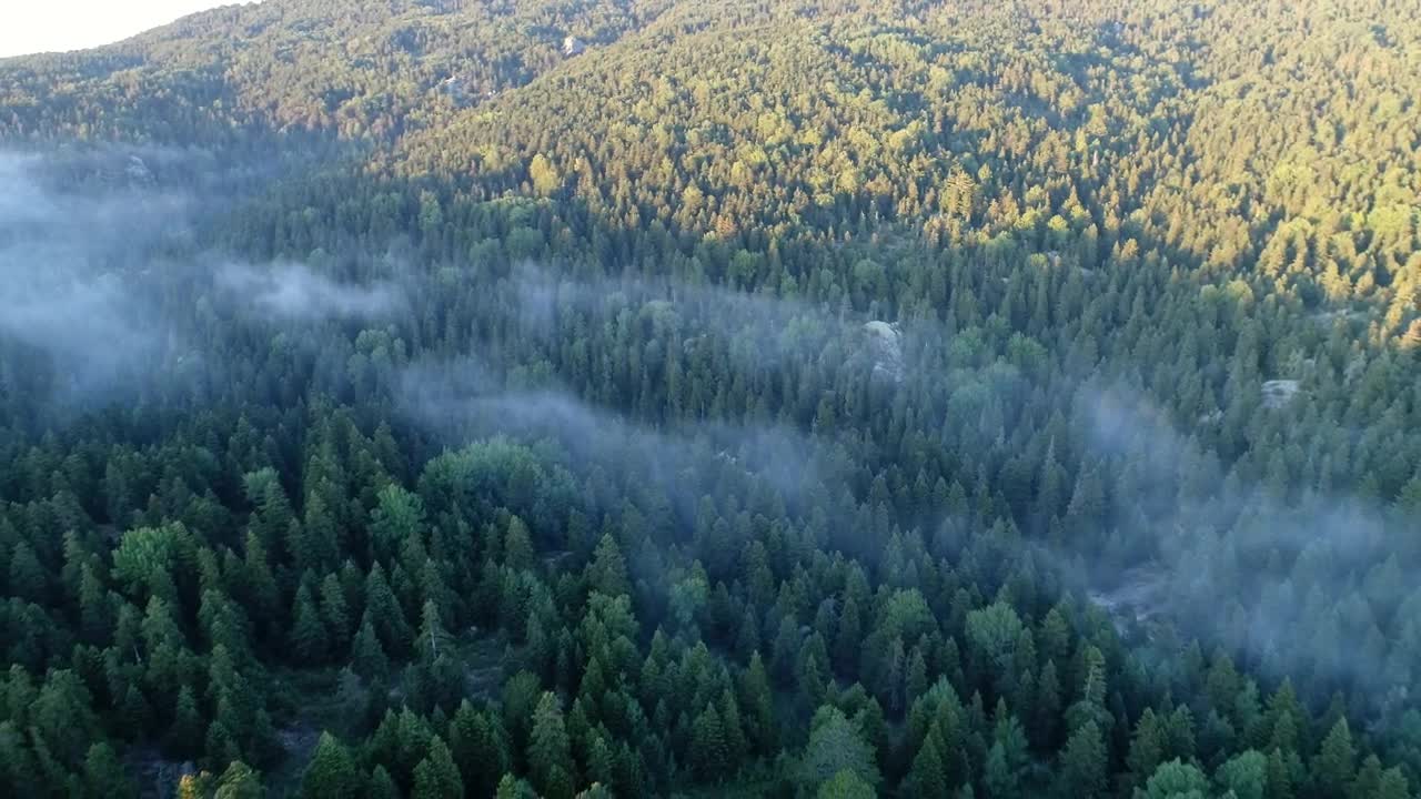 Download Stock Video Mist Hanging Over A Fores Animated Wallpaper