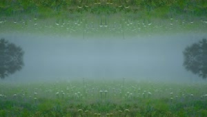 Stock Video Mirror Foggy Fores Animated Wallpaper