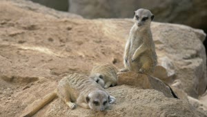 Stock Video Meerkats Laying On A Roc Animated Wallpaper