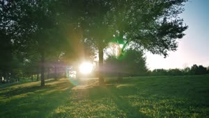 Stock Video Meadow Surrounded By Trees On A Sunny Afternoo Animated Wallpaper
