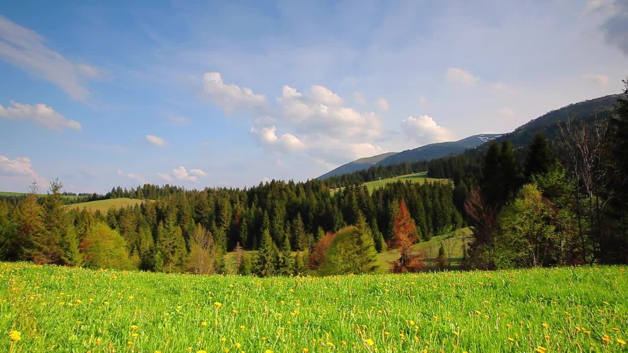 Download Stock Video Meadow Near A Forest During The Spring Ground Vie Animated Wallpaper
