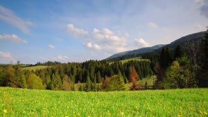 Stock Video Meadow Near A Forest During The Spring Ground Vie Animated Wallpaper