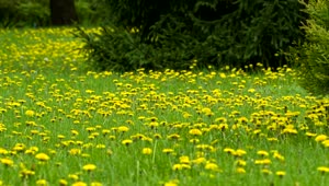 Stock Video Meadow Full Of Small Yellow Dandelion Animated Wallpaper